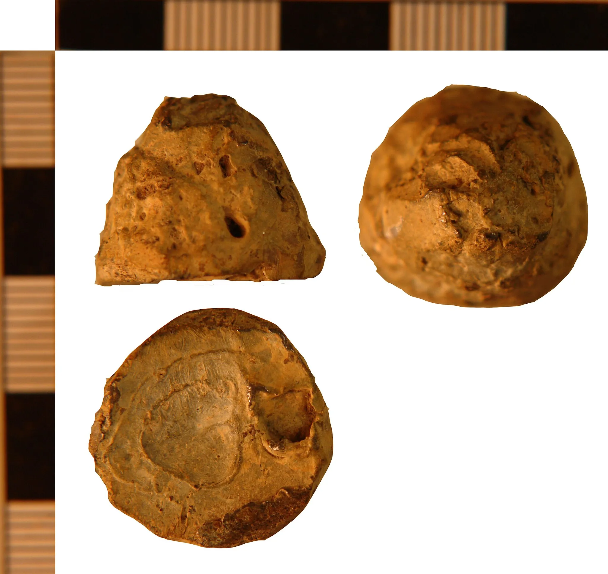 Photo showing: Lead
Weight. Cast plano-convex weight. The surface is pitted which may suggest difficulty in casting, corrosion or perhaps exposure to heat. The form relates this object to a series of Early Medieval weights - and some possible playing pieces - reported from the region. The mass is twice that of a drum shaped flat-based casting from Flixborough which is itself suggested (Wastling 2009, page 424, no. 3286) to have represented two units of measurement. Alternatively, this may have represented eight units of one of the Viking Age systems: a Scandinavian one based on units of 4.07gms and a Dublin standard based on units of 4.43gms. Suggested date: Possibly Early Medieval, 700-1000.
Diameter: 20mm, Height: 16.6mm, Weight: 33.90gms.
