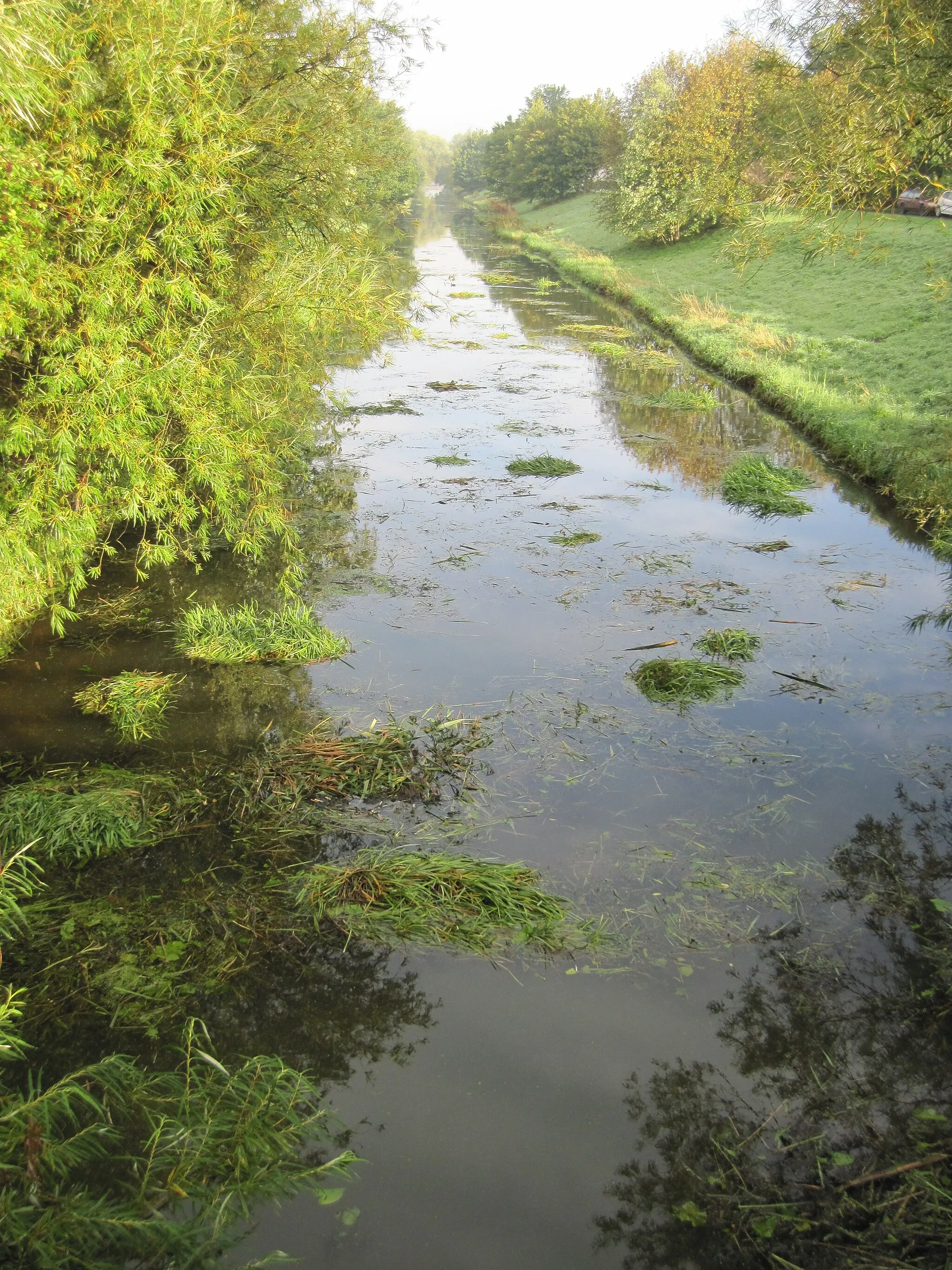 Photo showing: Cut  vegetation  floating  in  the  Canal