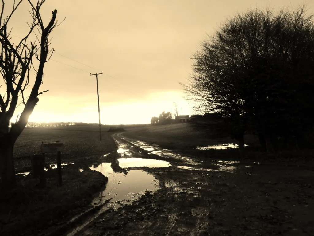 Photo showing: Access track to Shiptondale Farm, North Dalton, East Riding of Yorkshire, England. The setting sun was coming under the clouds behind the tree on the left after heavy rain last night, (Storm Eleanor) the photo looks better in sepia, less glare more atmosphere.