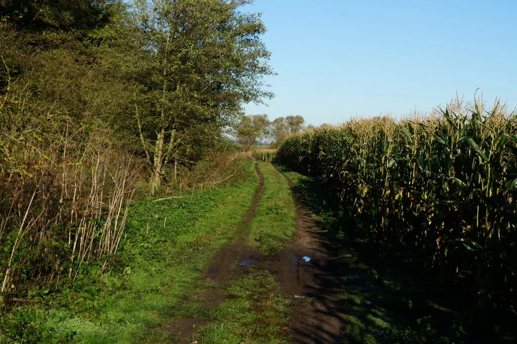 Photo showing: A farm track off The Outgang (road)