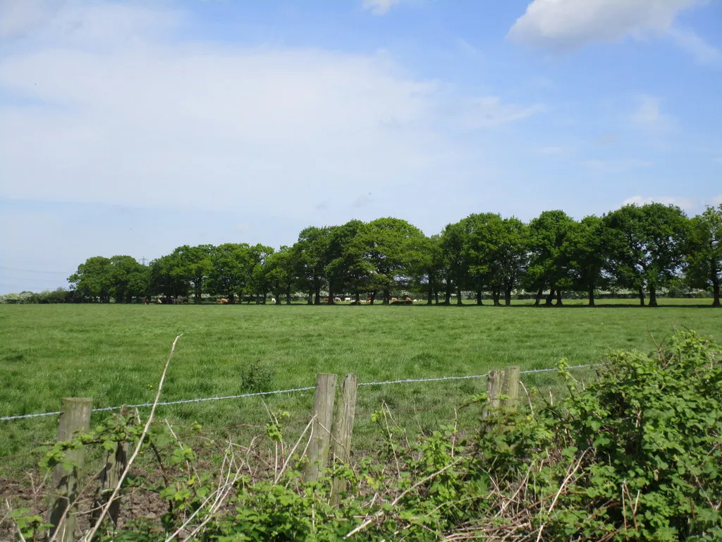 Photo showing: Line of trees off Wood Lane, Willitoft, East Riding of Yorkshire, England.