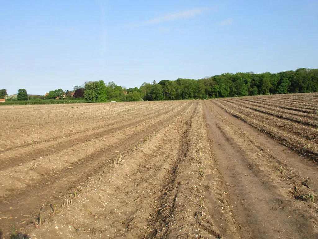 Photo showing: Asparagus field