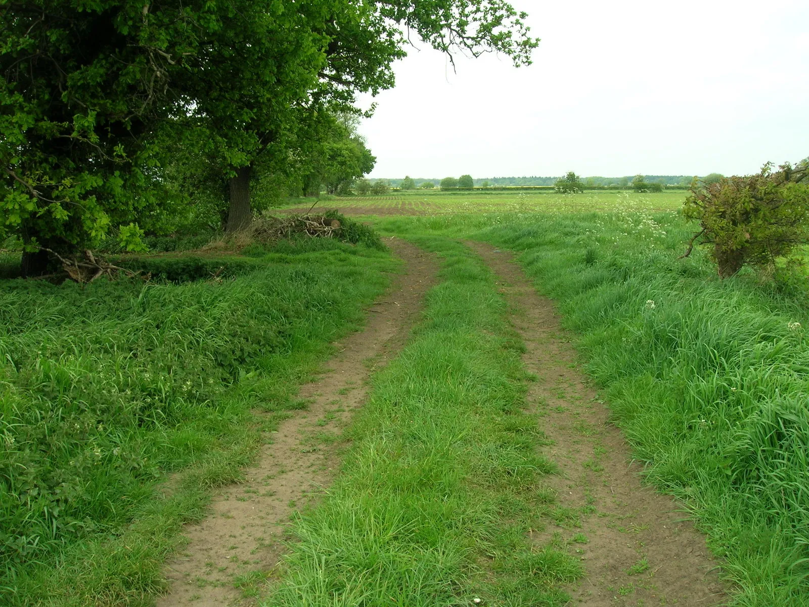 Photo showing: Farm track off the A1238