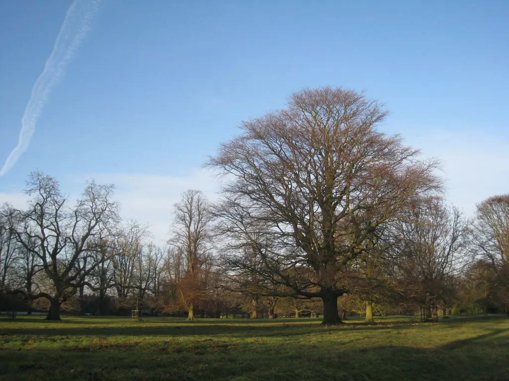 Photo showing: Beech tree in Birdsall Park