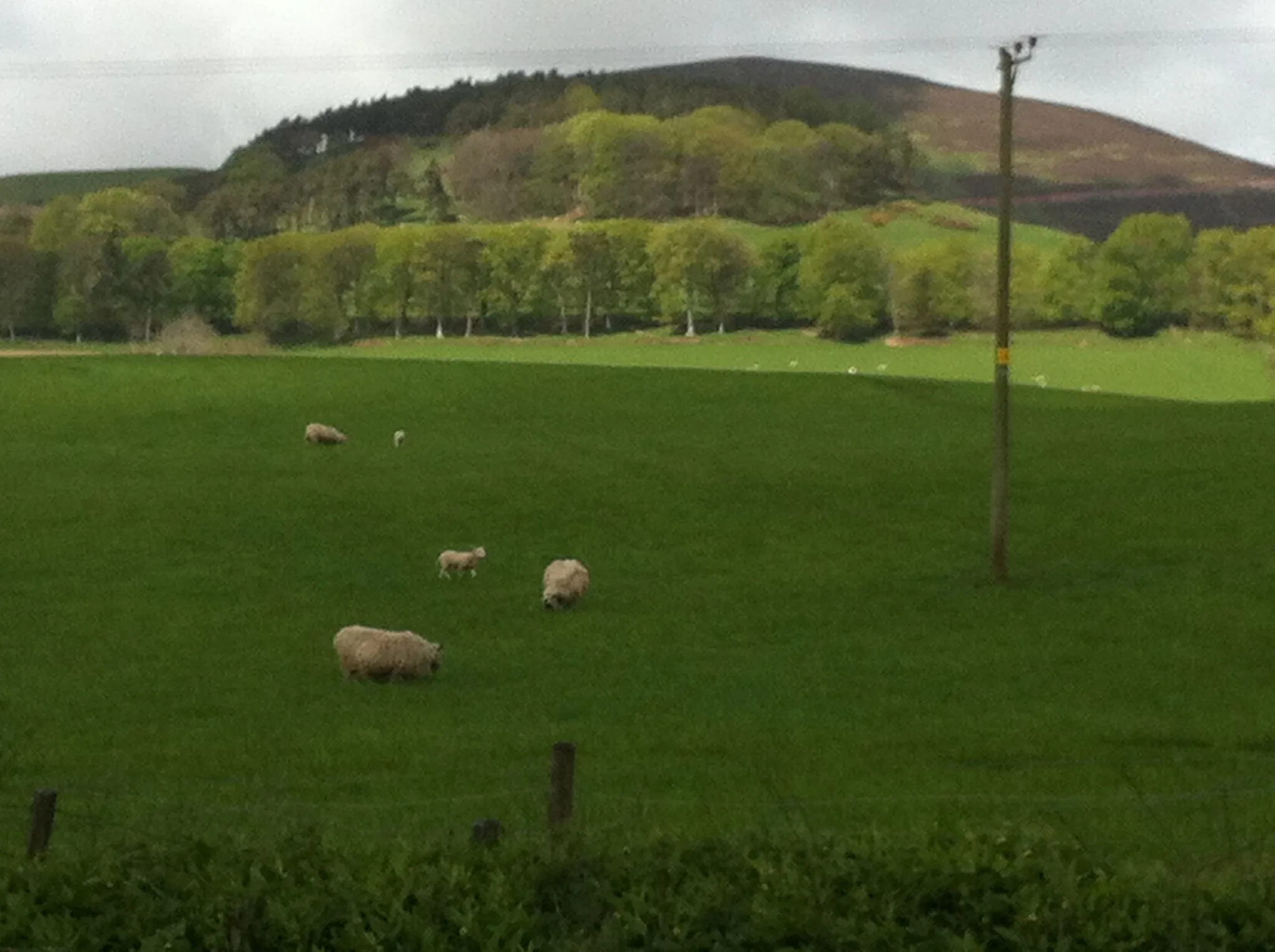 Photo showing: Field near Easter Howgate