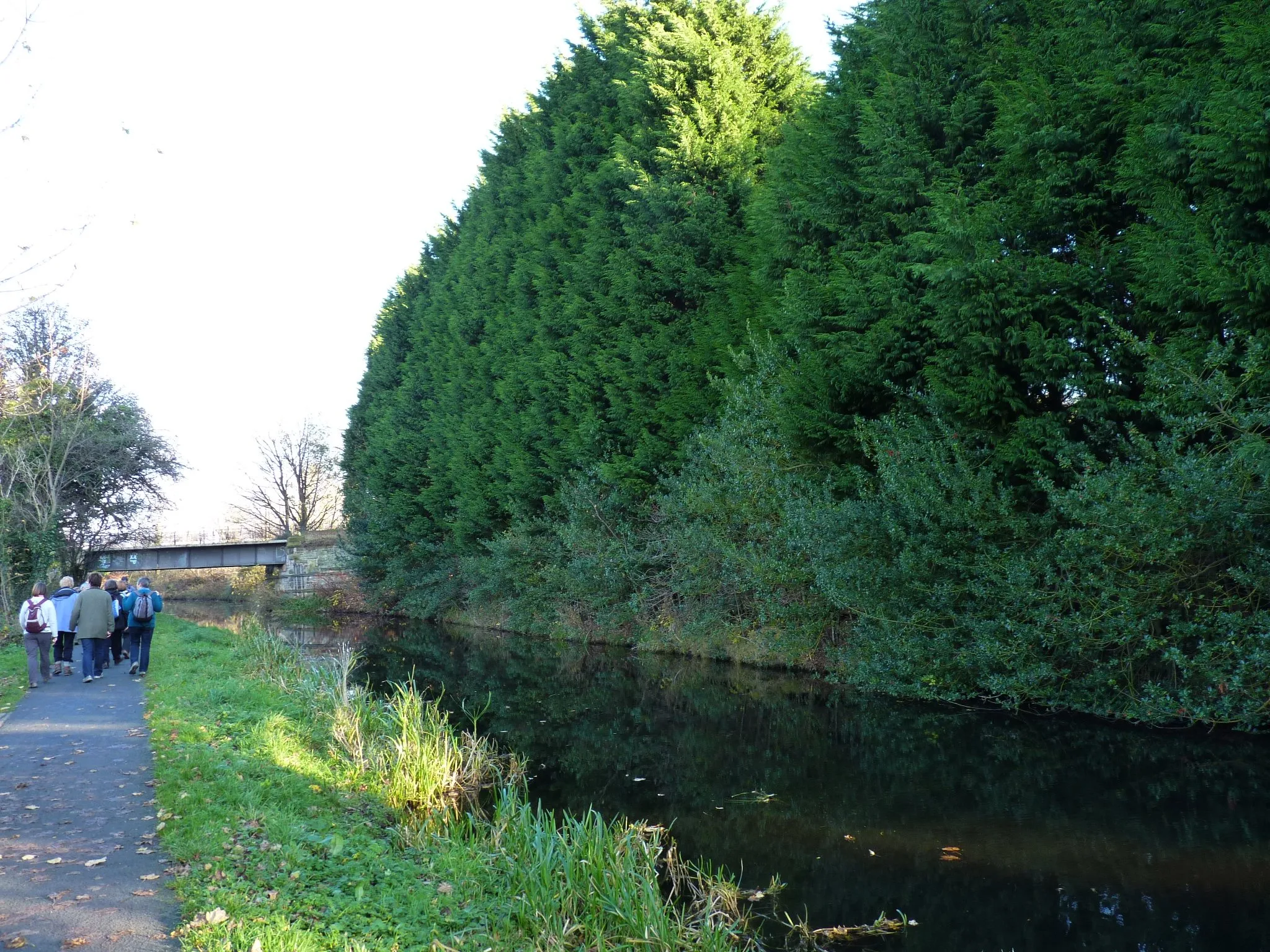 Photo showing: Cypress hedge