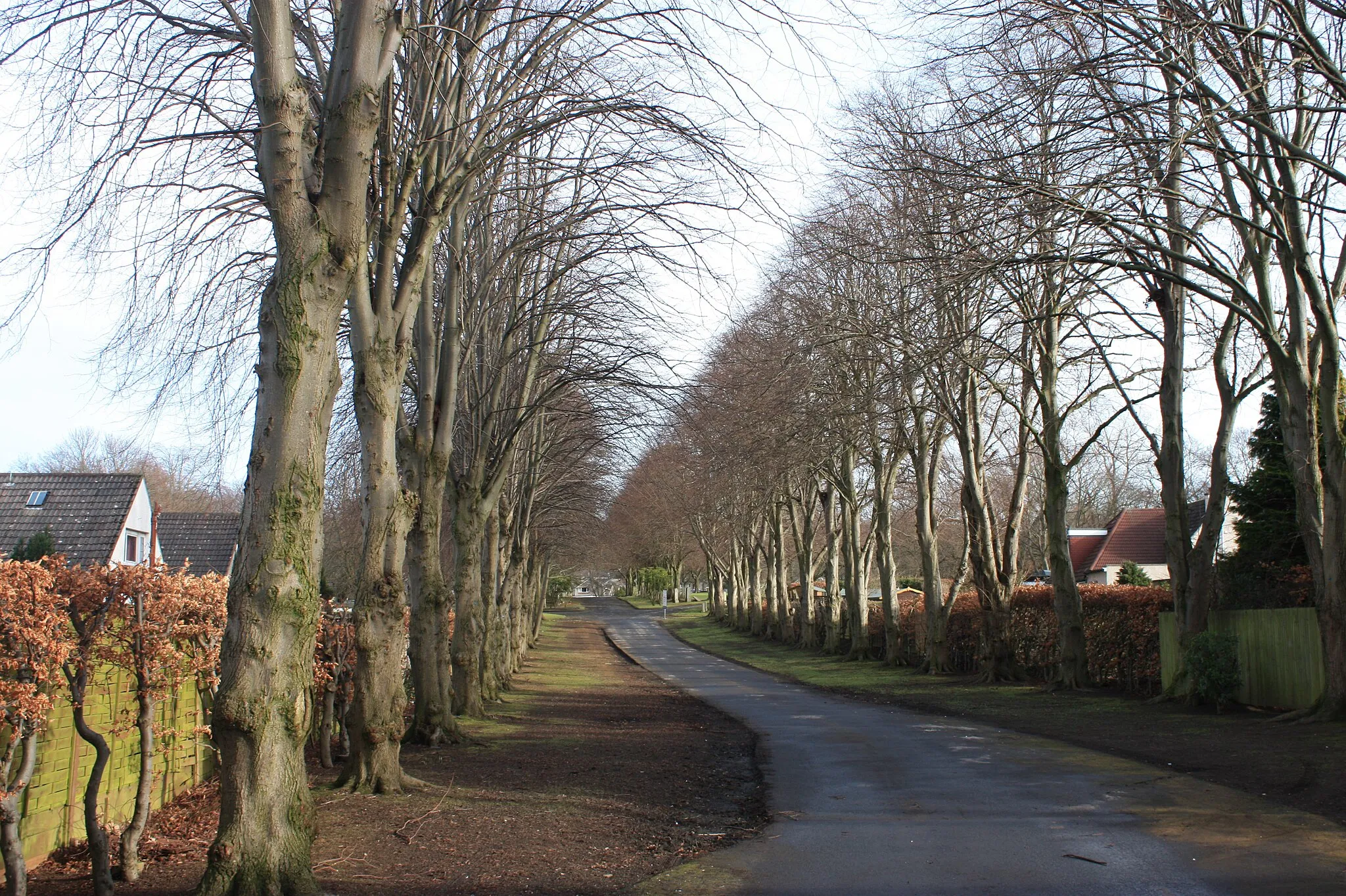 Photo showing: The avenue of trees leading to Corstorphine Hill Cemetery