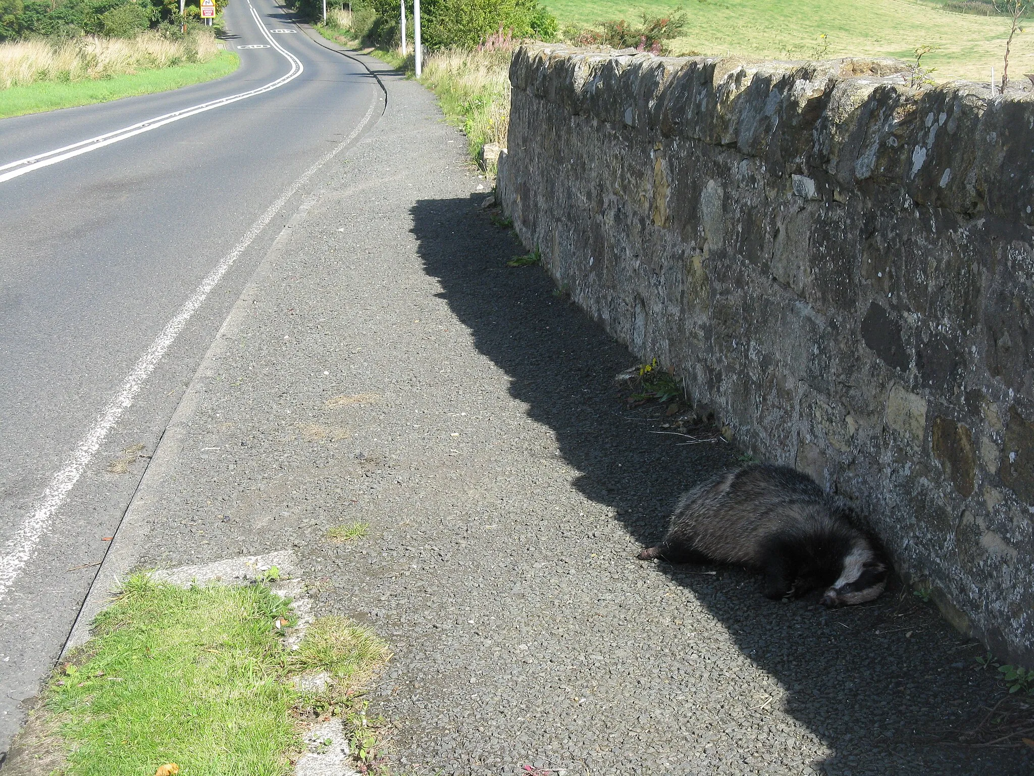 Photo showing: Badger by the road