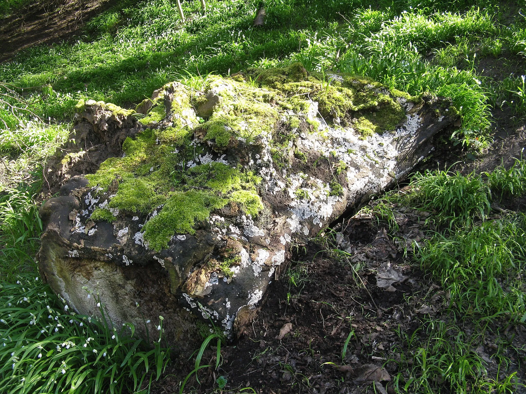 Photo showing: Fallen tree with fungus and moss