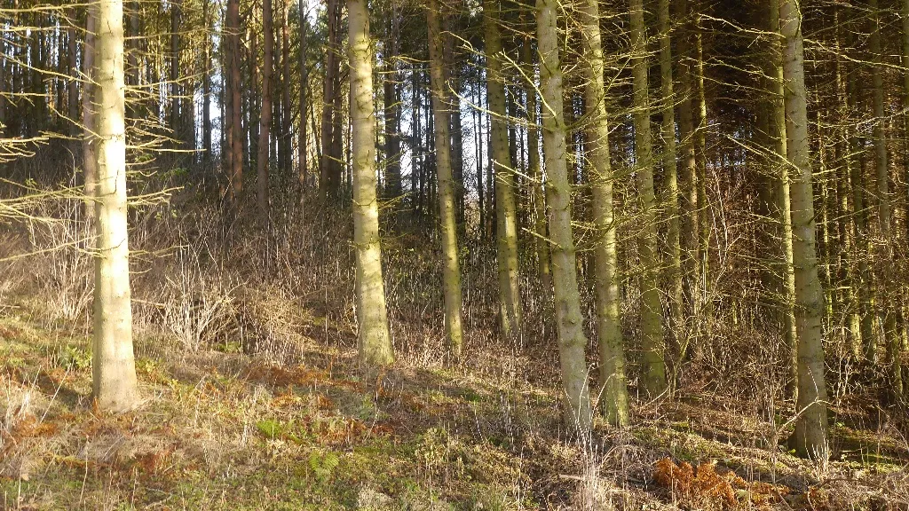 Photo showing: A small woodland