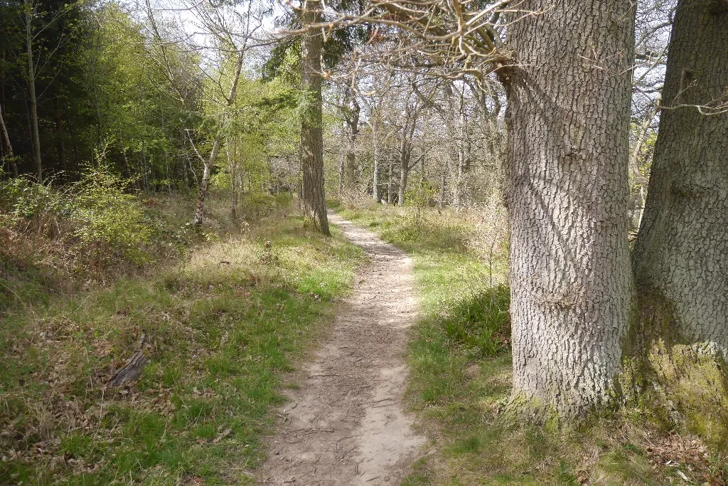 Photo showing: A dry path