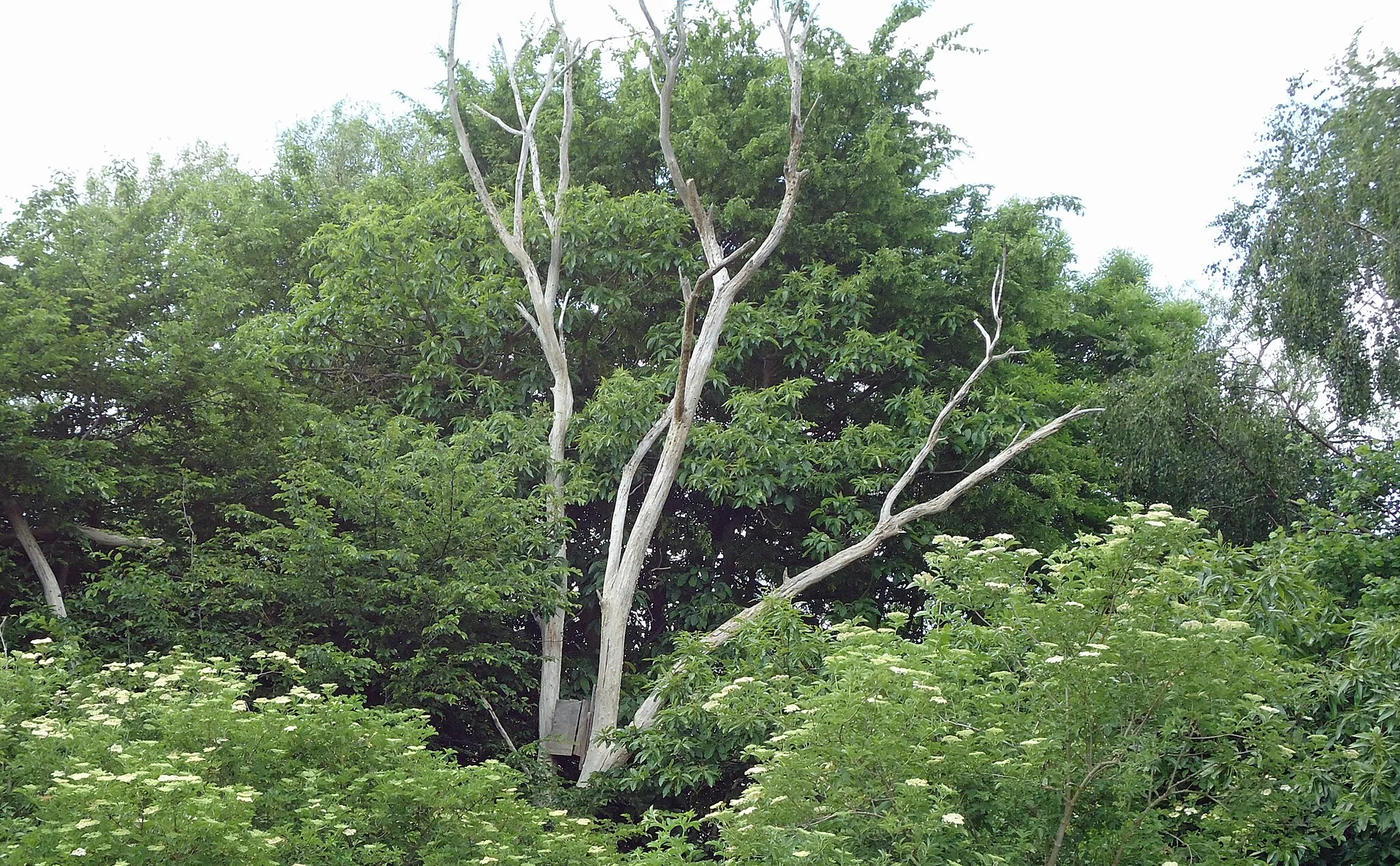 Photo showing: Birdbox in The Wilderness, Woodham Walter