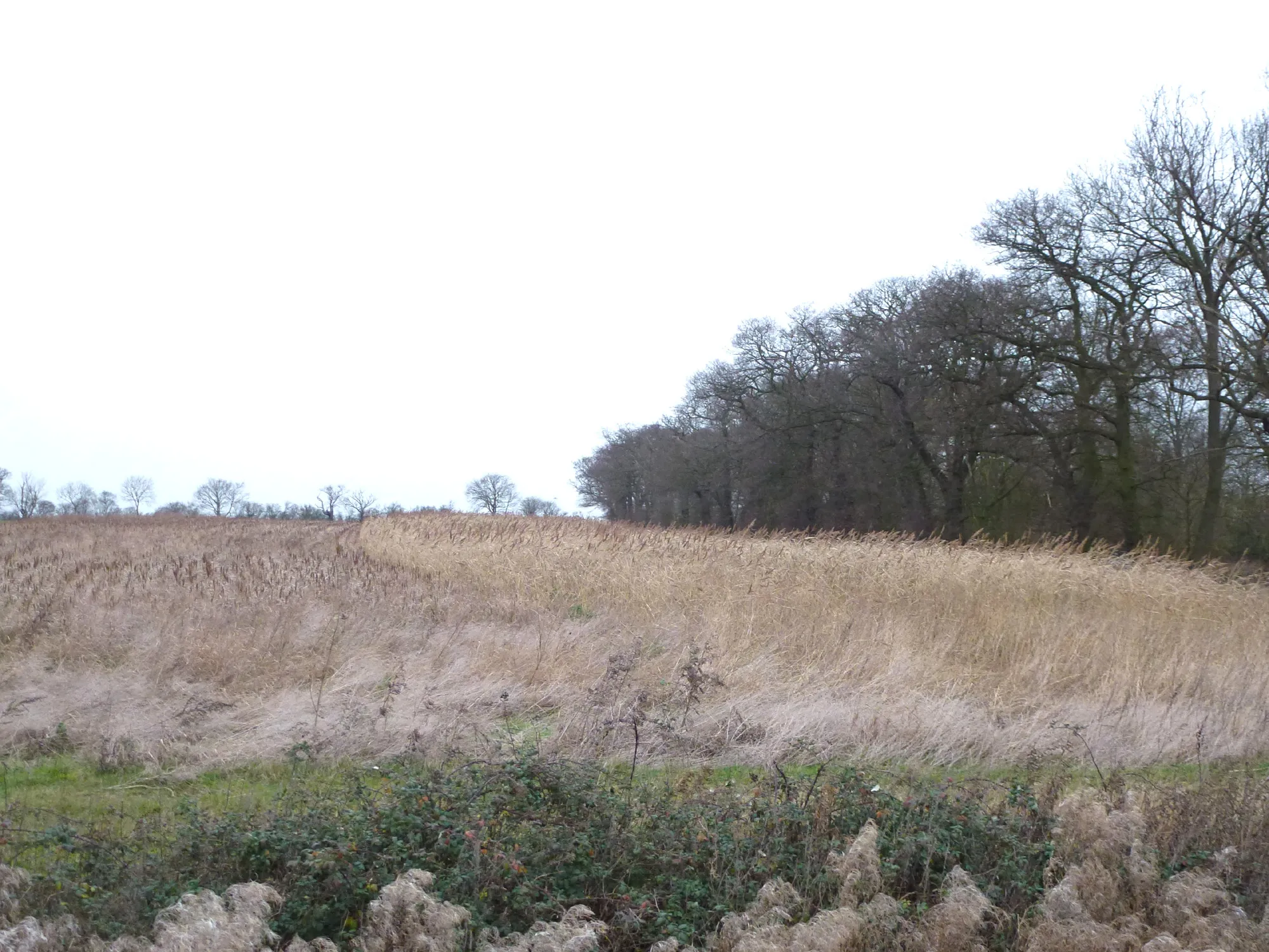 Photo showing: Bluebell Wood