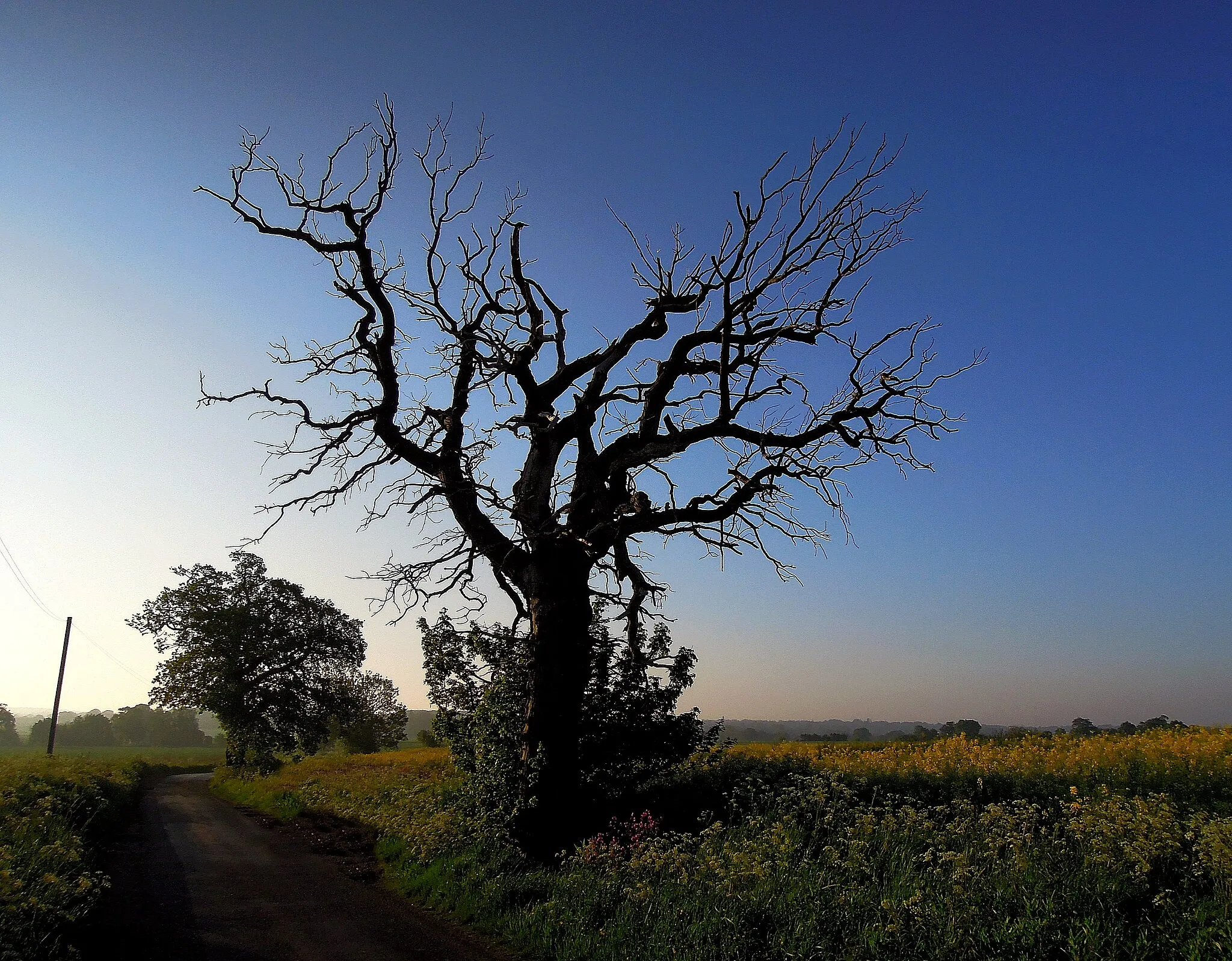 Photo showing: Dead Tree , Padhams Green Road , Nr.Ingatestone , Essex , June 2012