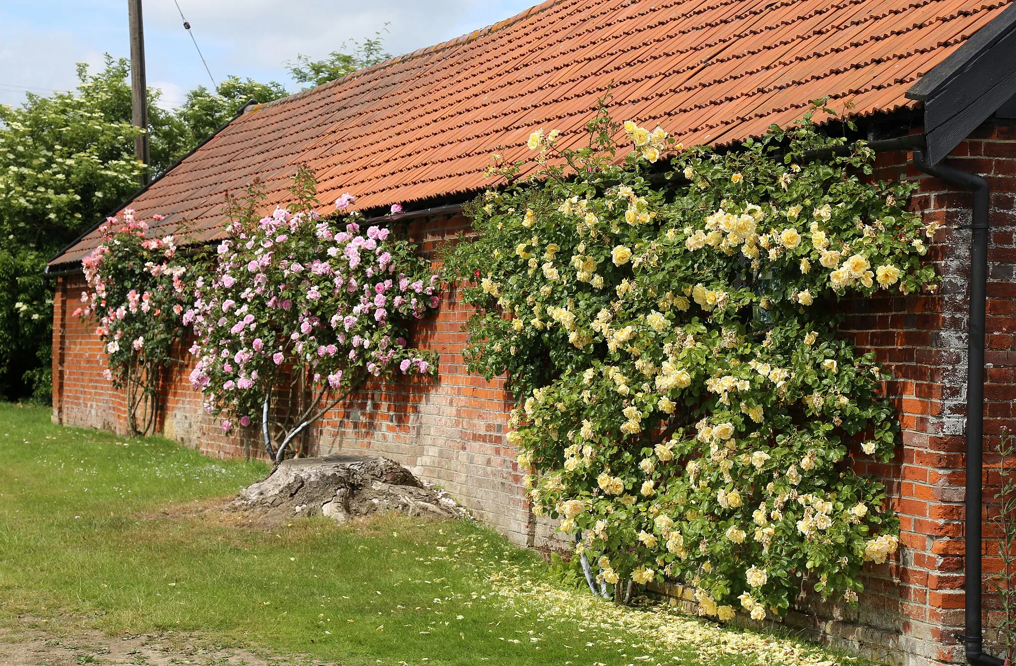 Photo showing: Tiled-roof and brick barn with trained climbing roses at Mashbury, Essex, England