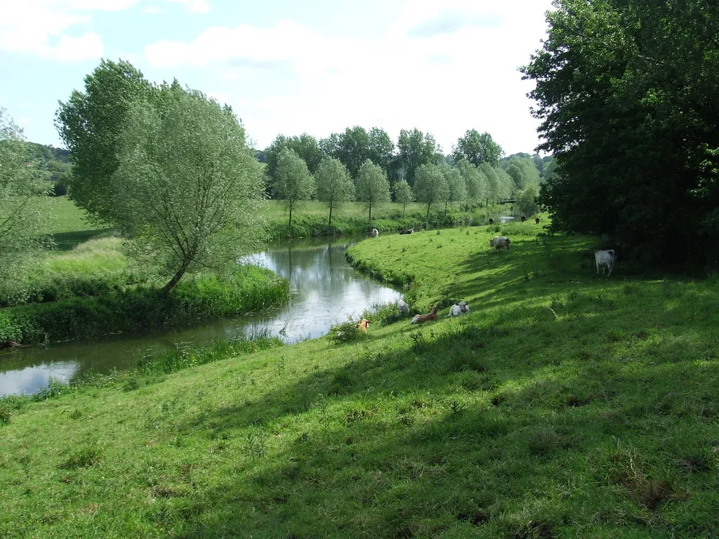 Photo showing: Cattle and river