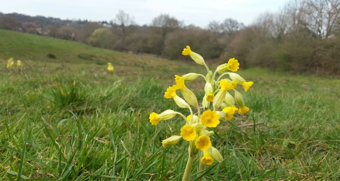 Photo showing: Picture of Cowslip Wild Flower - Butchers Field - Mill Meadows, Billericay, Essex - 11th April 2016