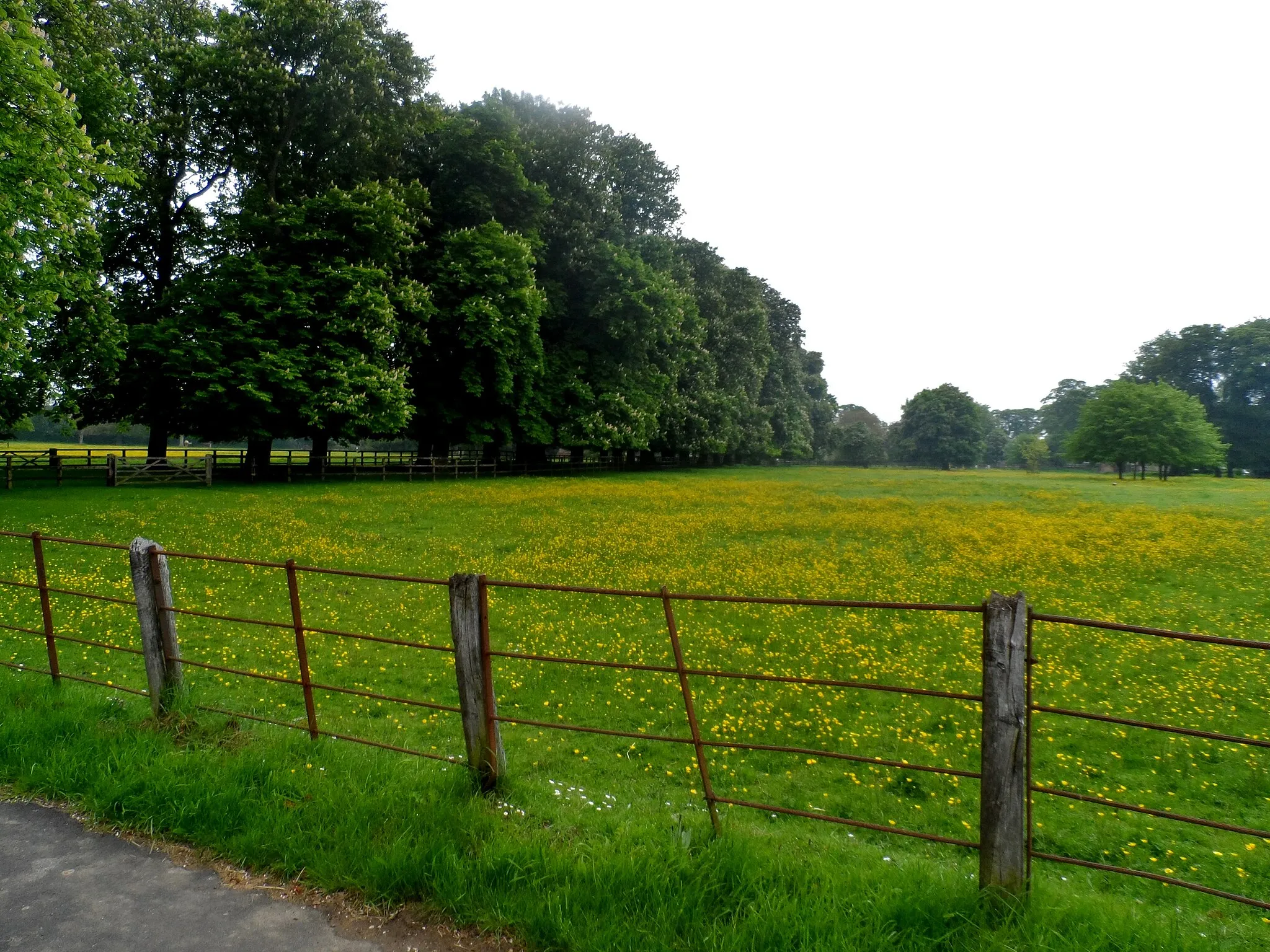 Photo showing: Horse chestnut blossom and buttercups