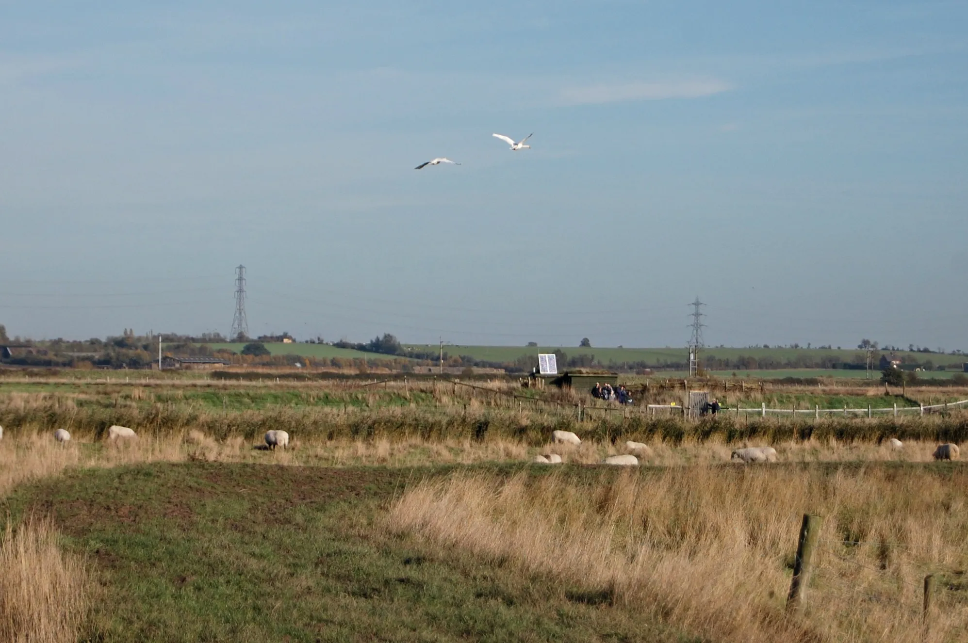 Photo showing: A flock of sheep, a brace of swans and a hide of bird-watchers