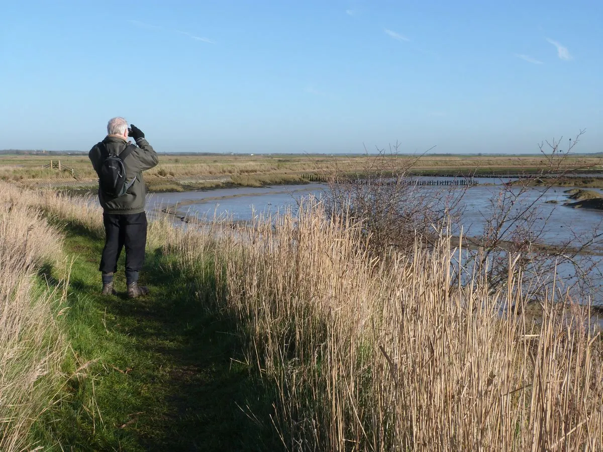Photo showing: Bird watching at Old Hall Marshes Nature Reserve