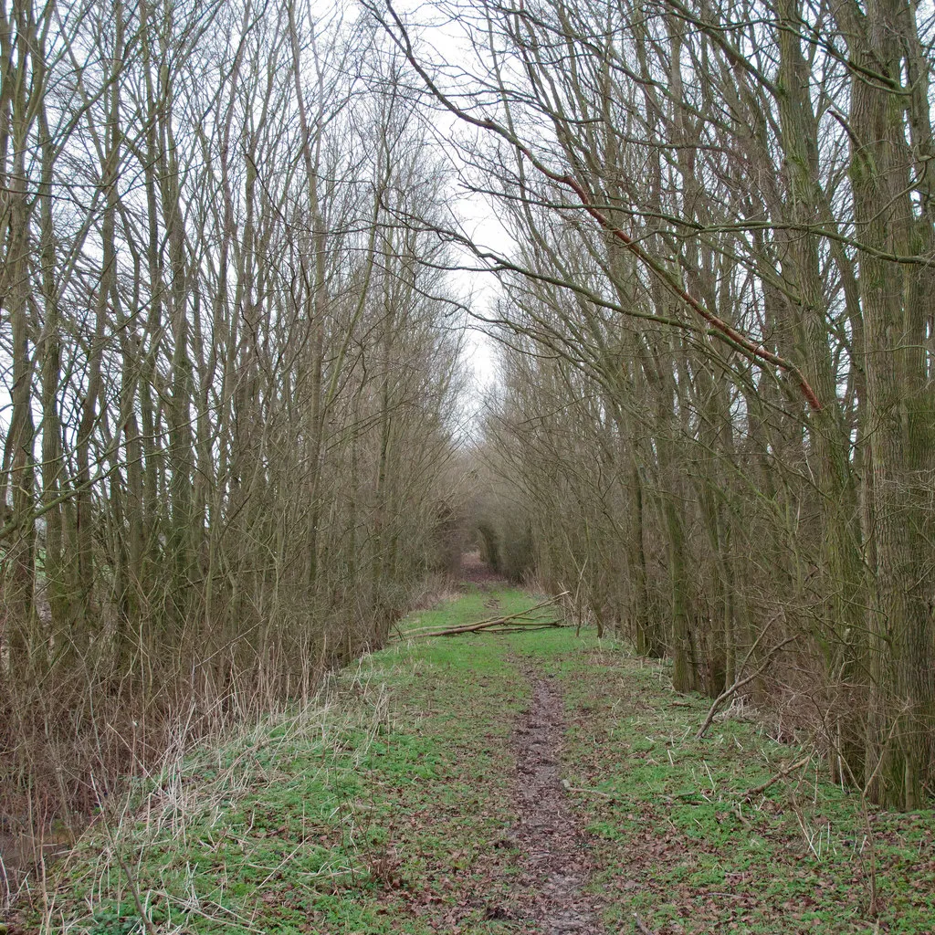 Photo showing: Bridleway off Loamy Hill Road, Tolleshunt Major