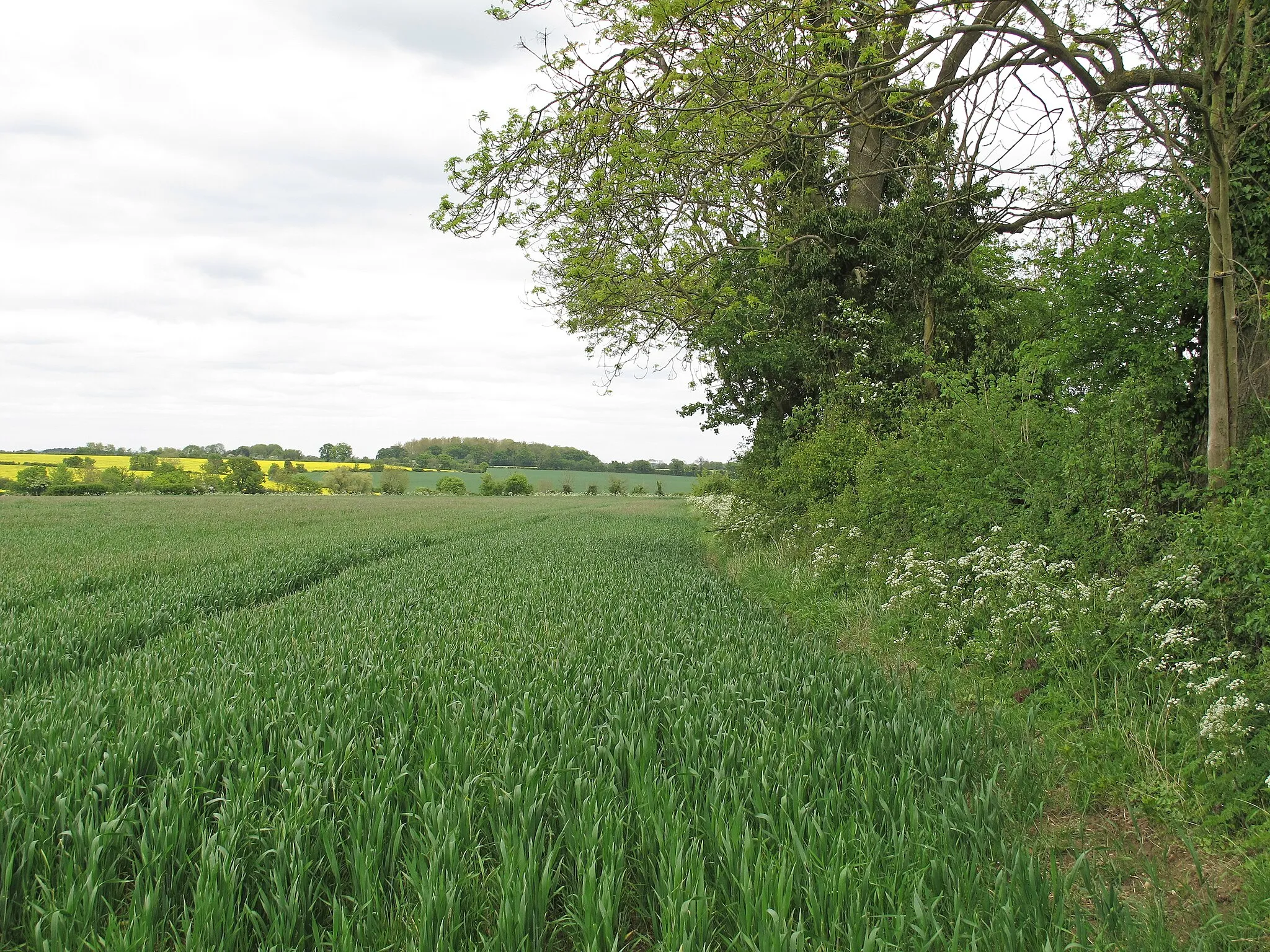 Photo showing: Arable field boundary, Chappelend, Stambourne