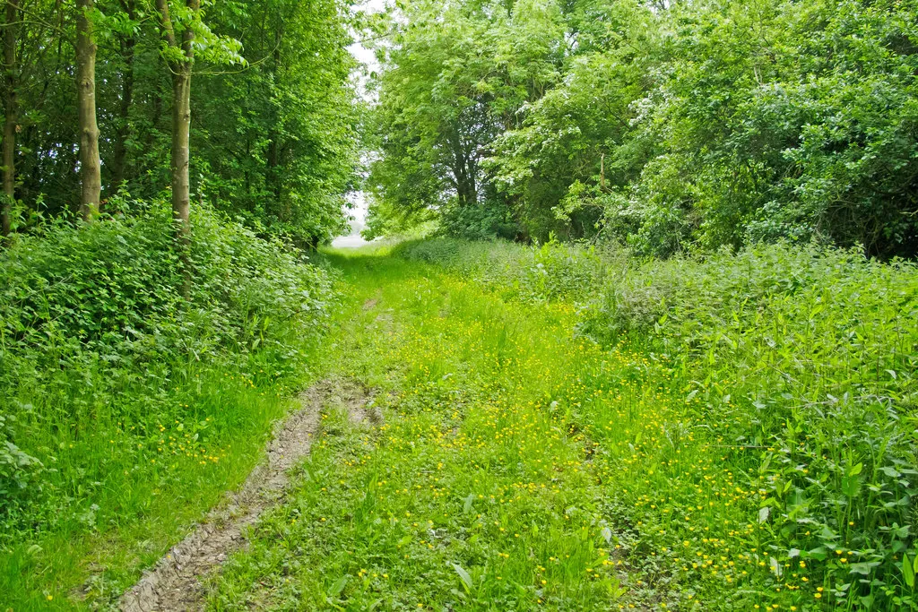 Photo showing: Bridleway near Rockall's Farm, Stambourne