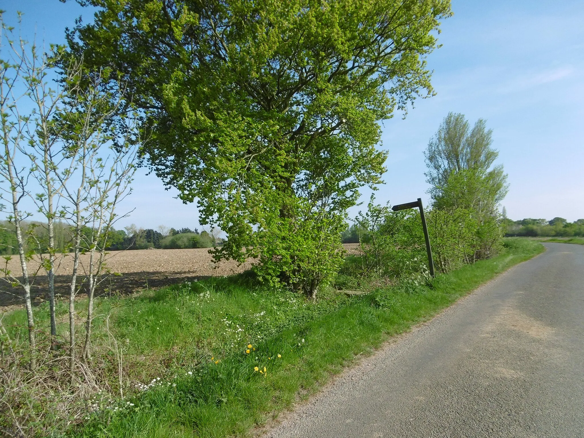 Photo showing: An Essex lane in May