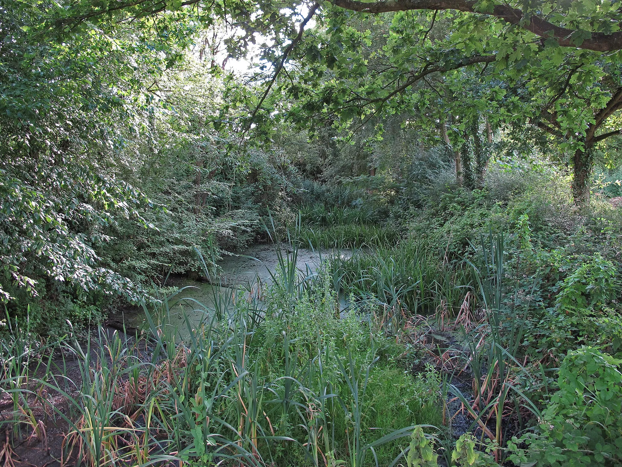 Photo showing: Smaller Pond at Onslow Green Nature Reserve