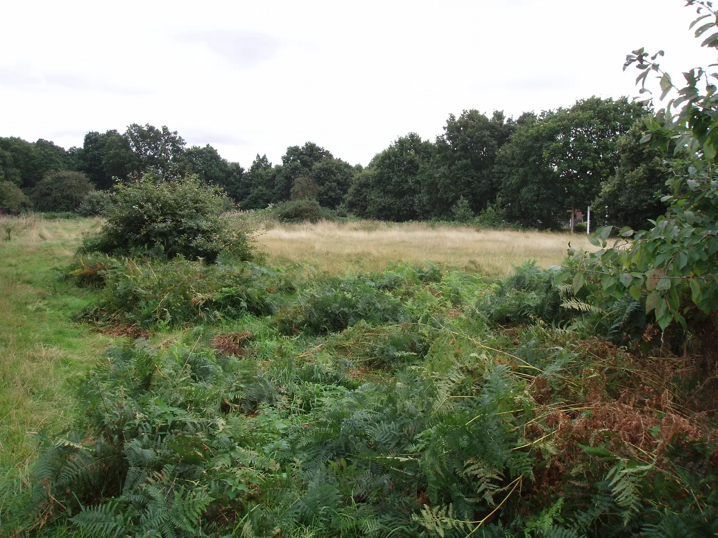 Photo showing: West Bergholt heathlands, Colchester, Essex, UK