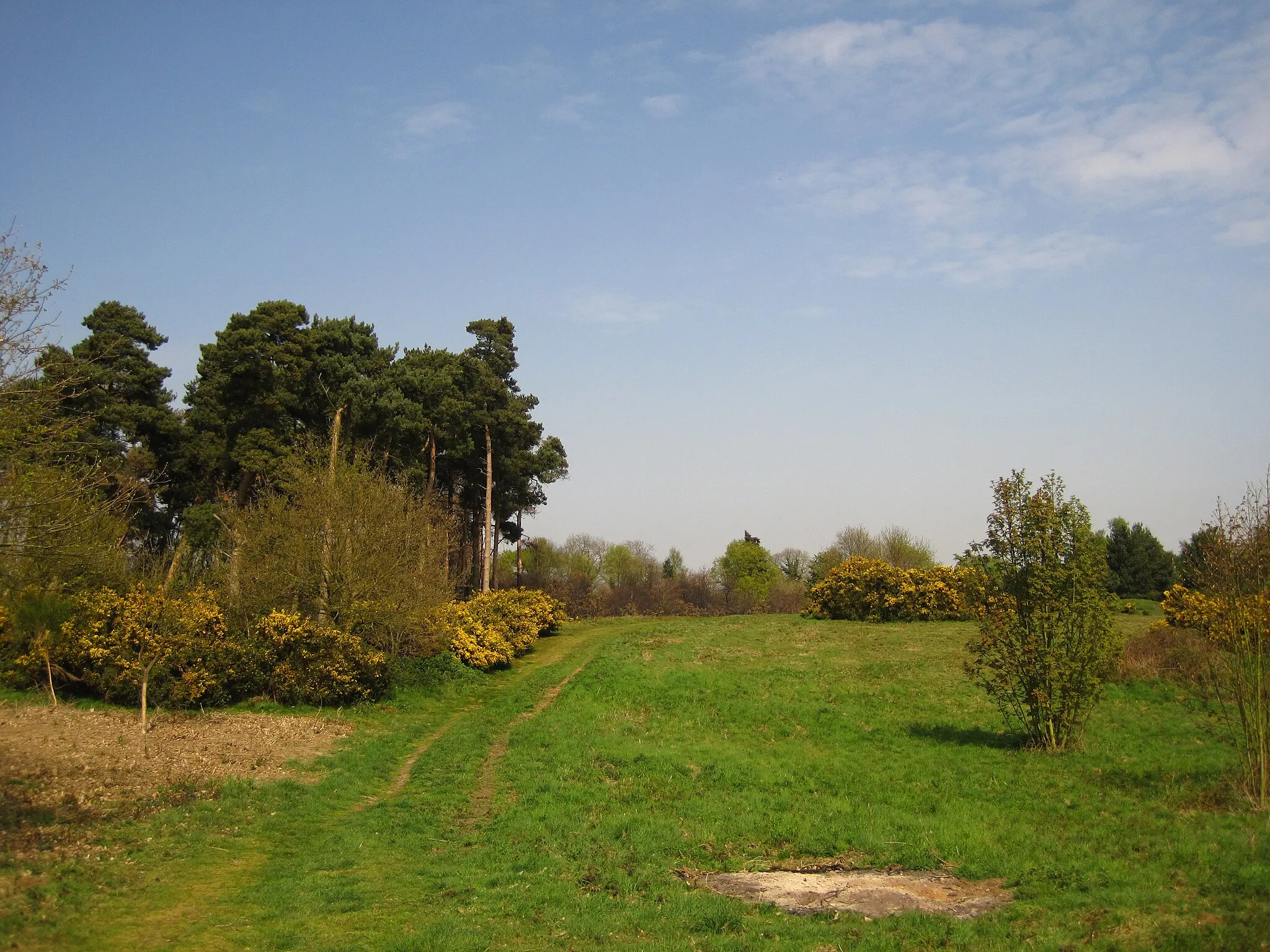 Photo showing: Heathland near Pin Mill