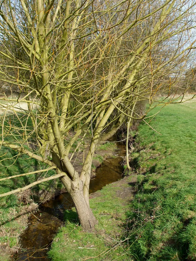 Photo showing: Priory Stream