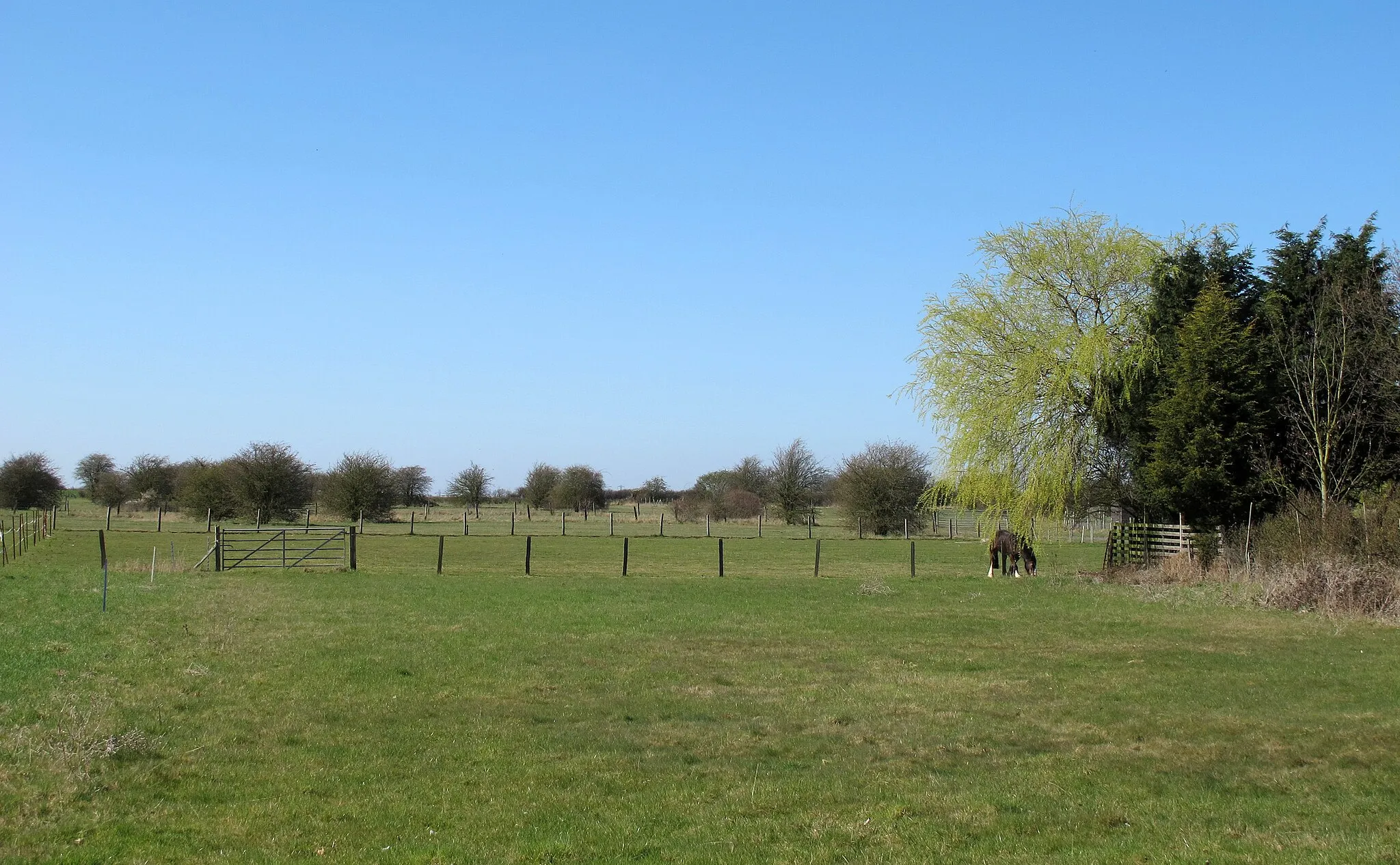 Photo showing: Lone horse