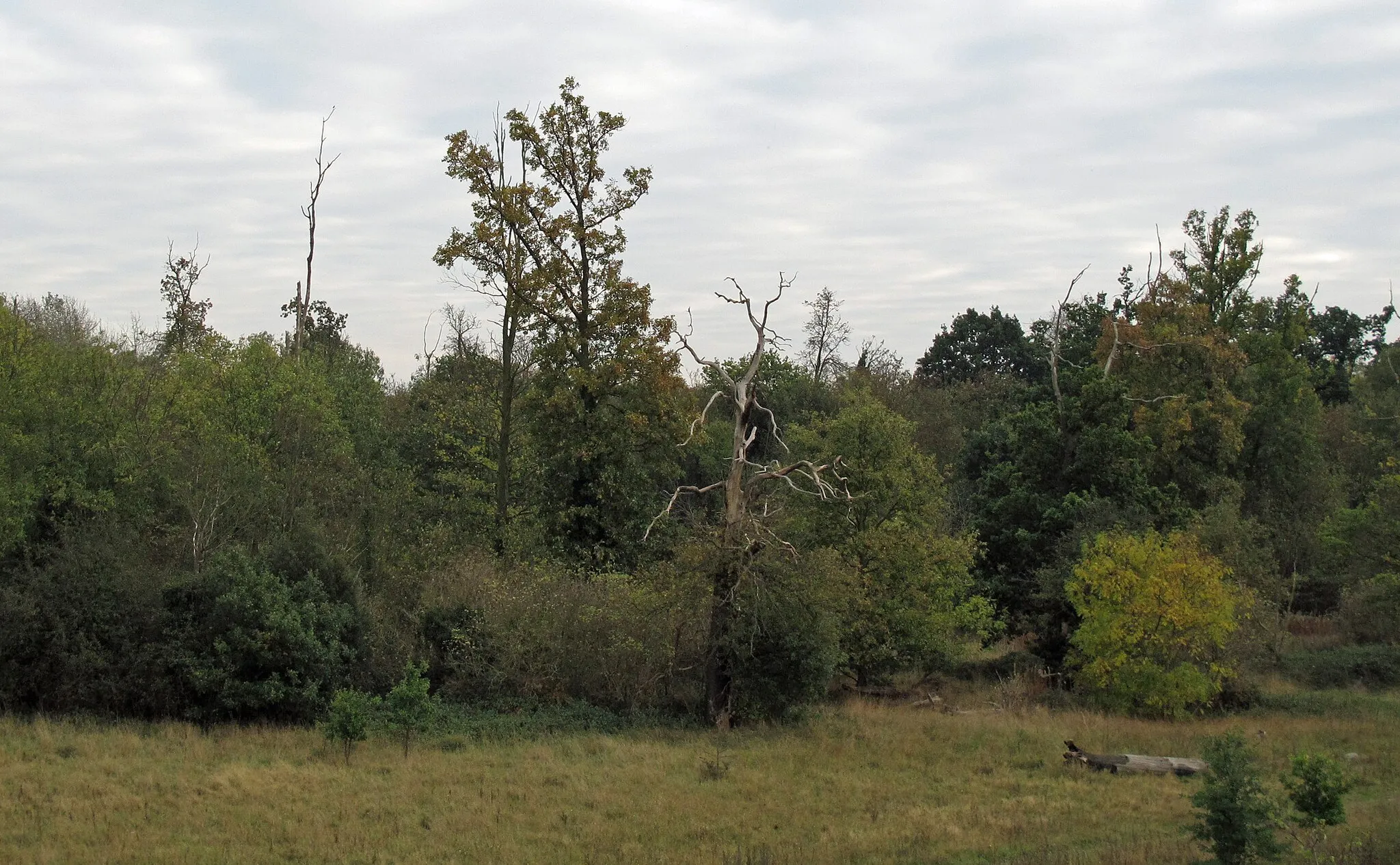 Photo showing: Ash Plantation