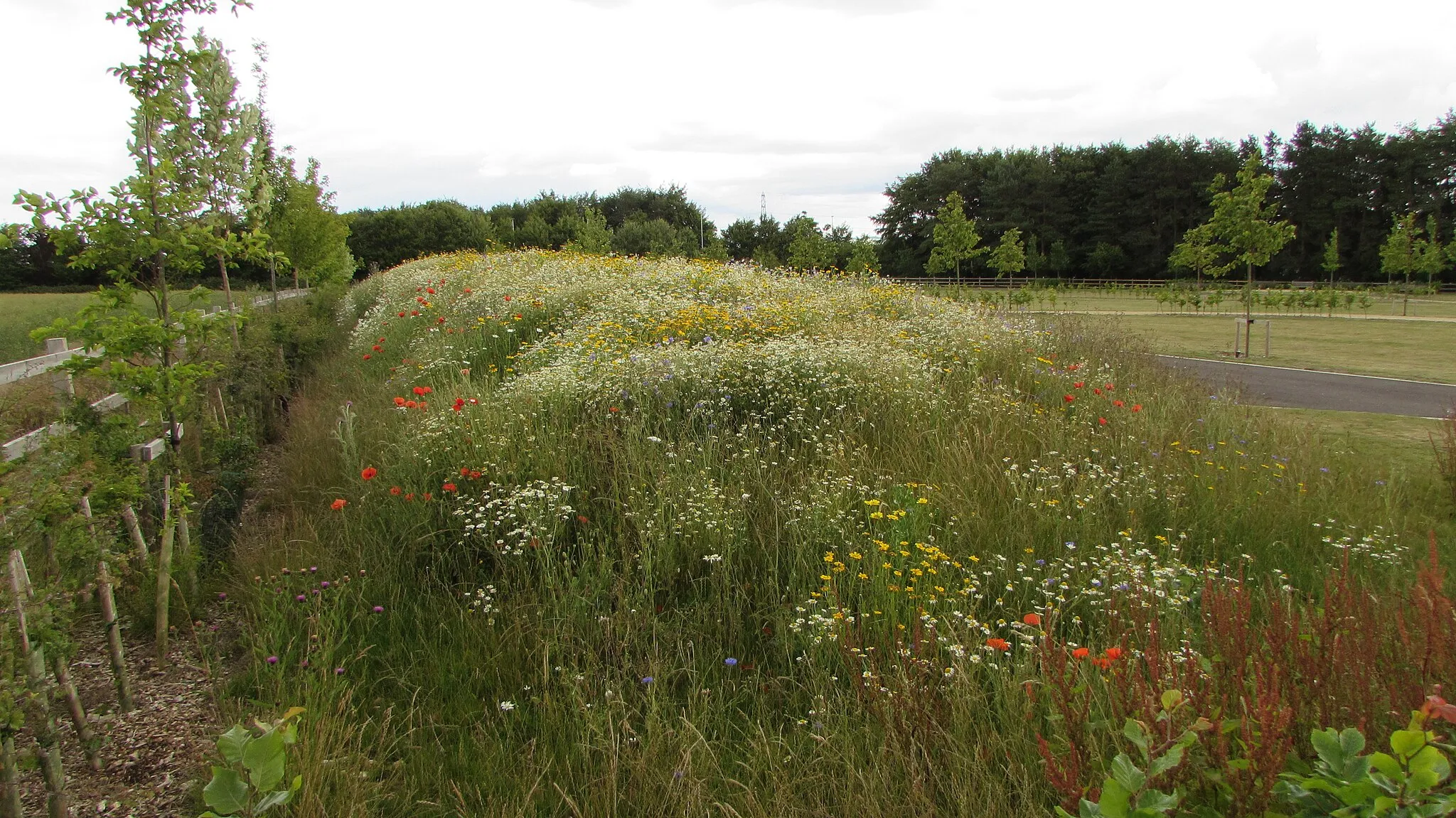 Photo showing: Looking north east along the wild flower planting on the northern edge of the site.