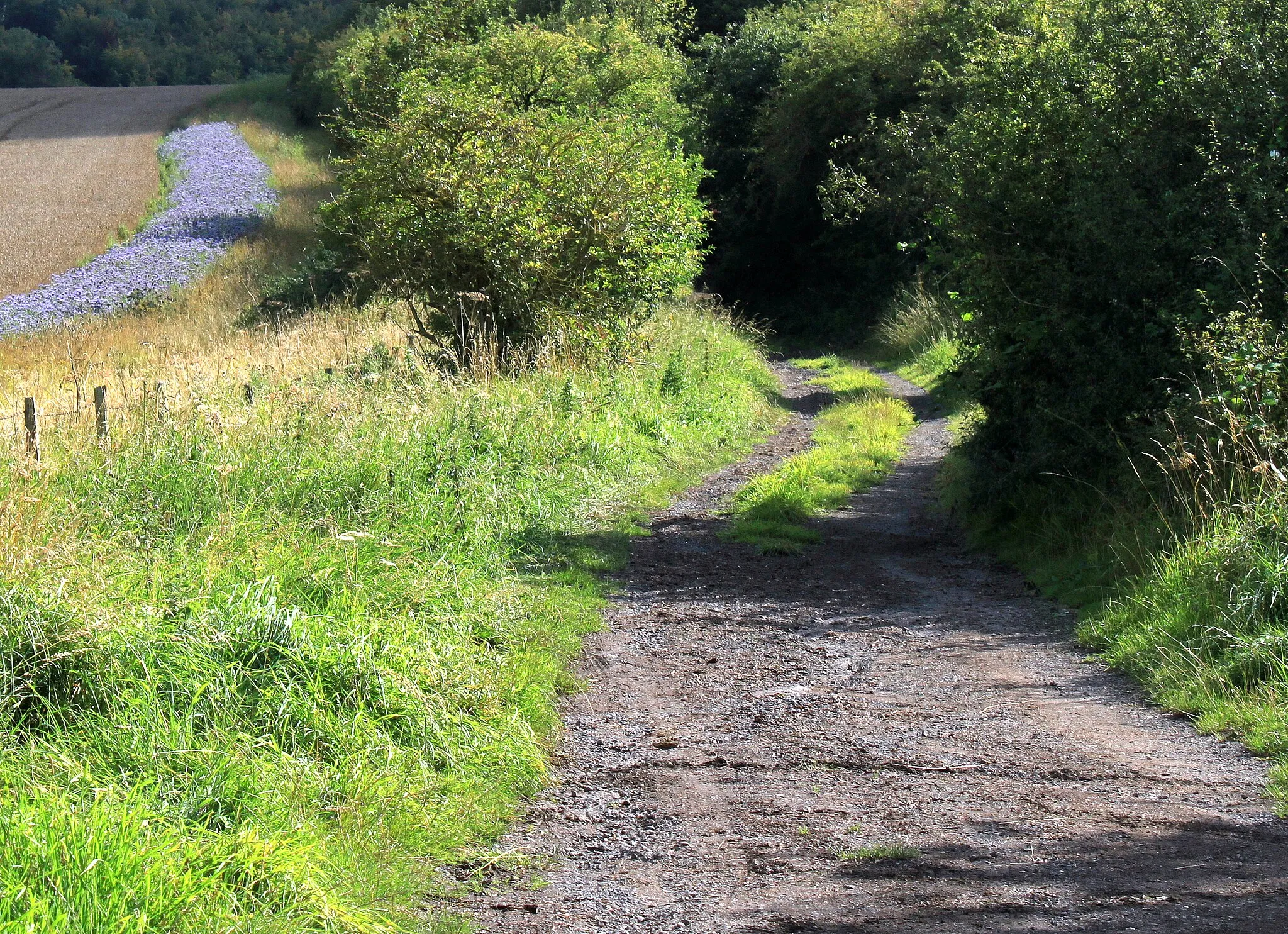 Photo showing: 2011 : End of the road and start of the track