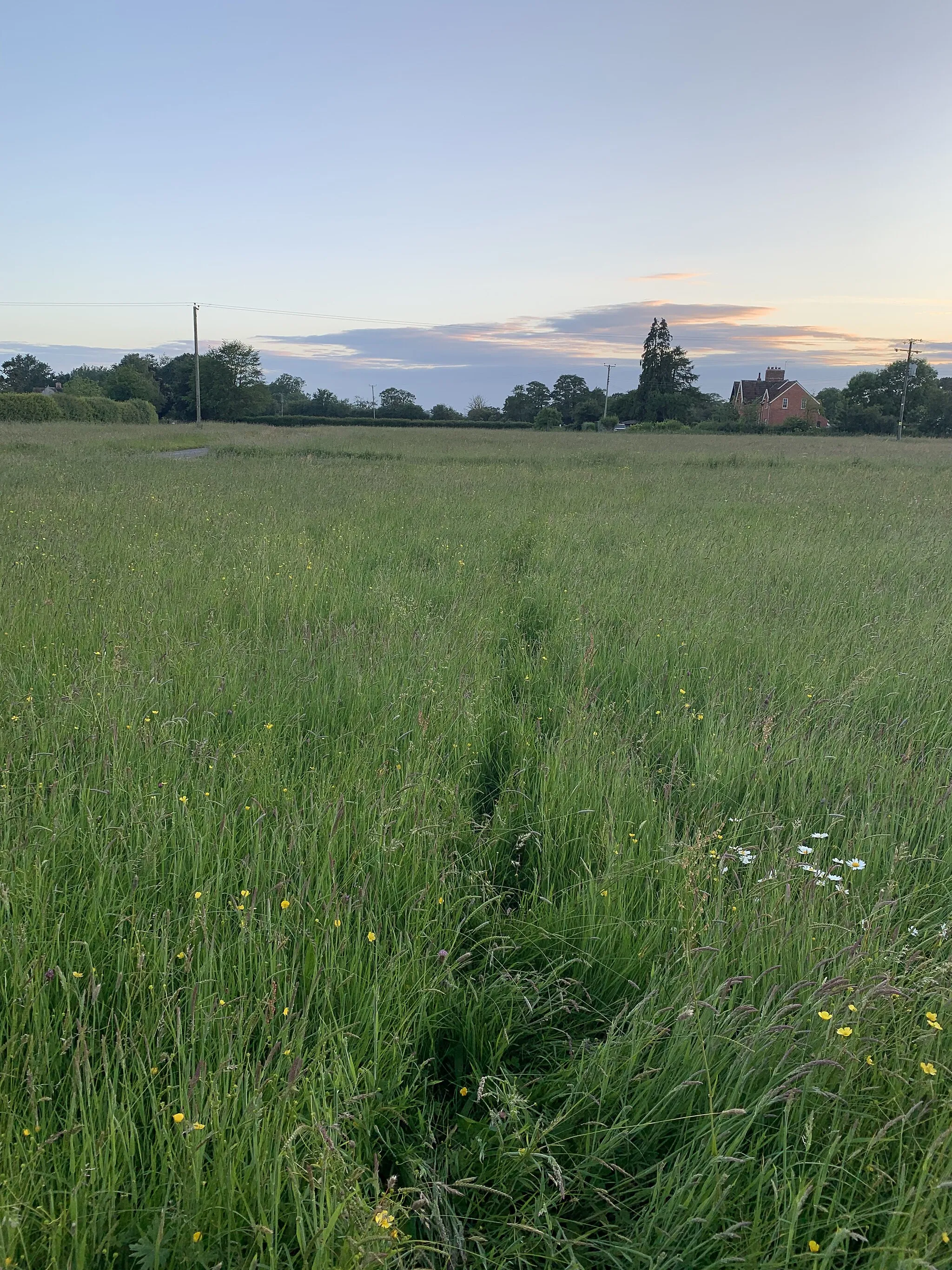 Photo showing: Midsummer view over the common land at Huxham Green.