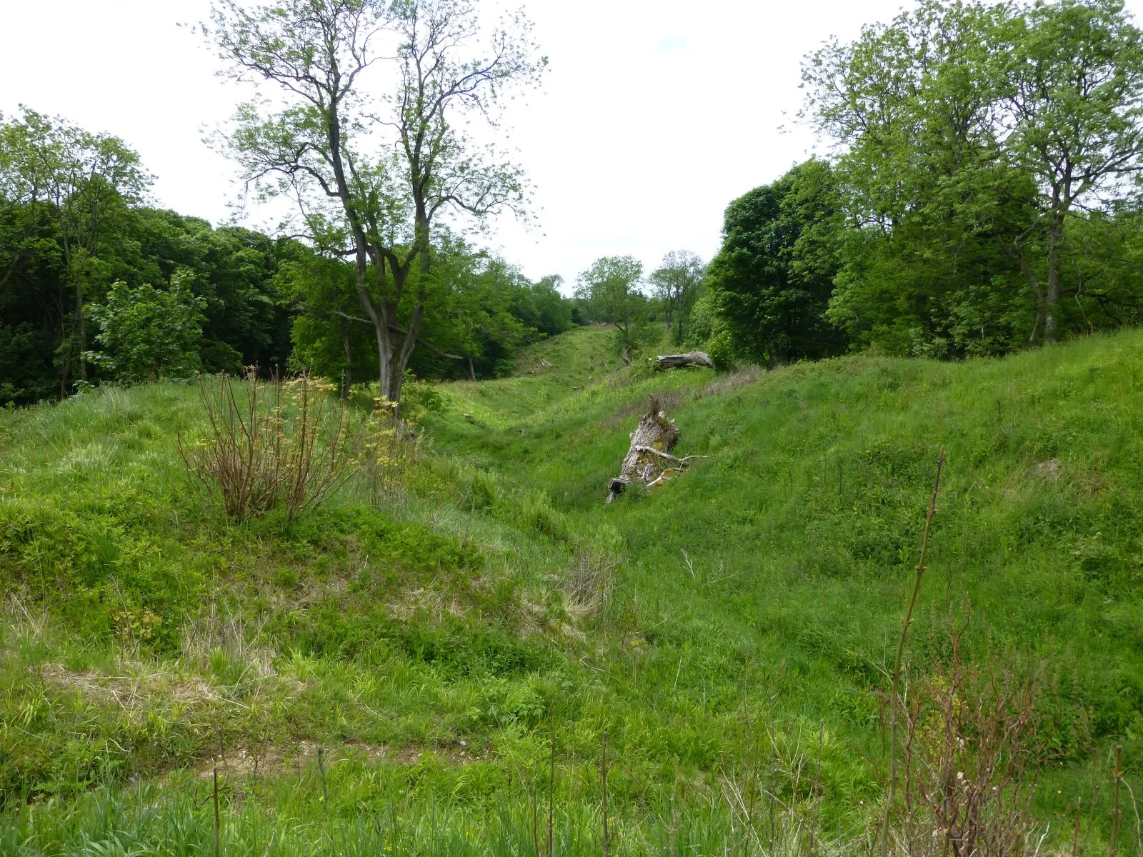 Photo showing: The southern defences of Sidbury Hill