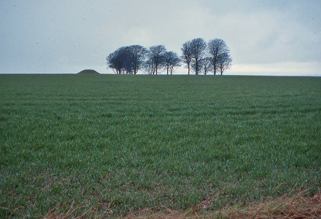 Photo showing: Berwick Bassett Clump, from the Ridgeway Seen here still in winter bareness. The tumulus-like mound to the left is actually the access to a buried reservoir.