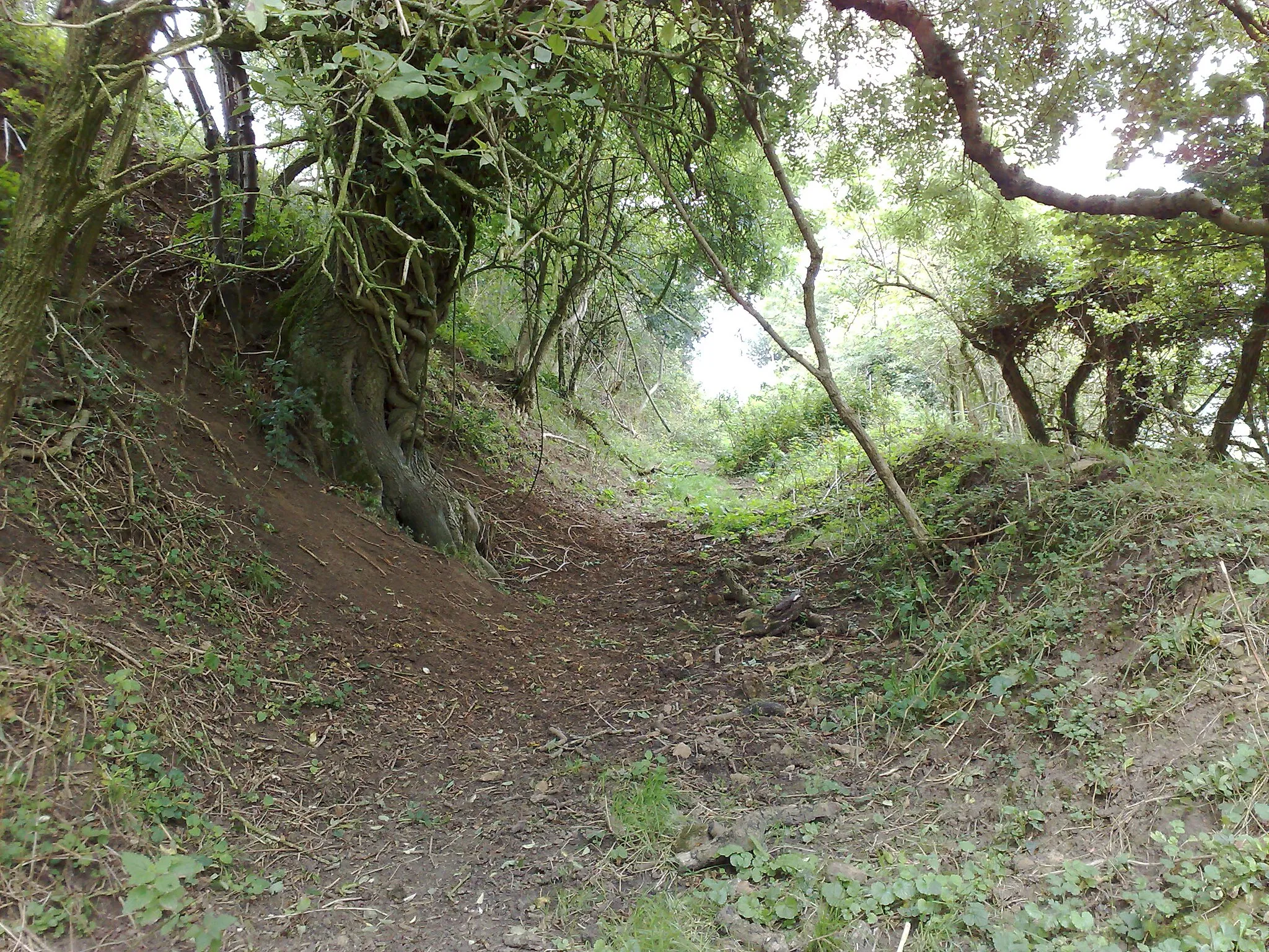 Photo showing: the south western escarpment of Hinton Hill, Dyrham, S. Gloucs.