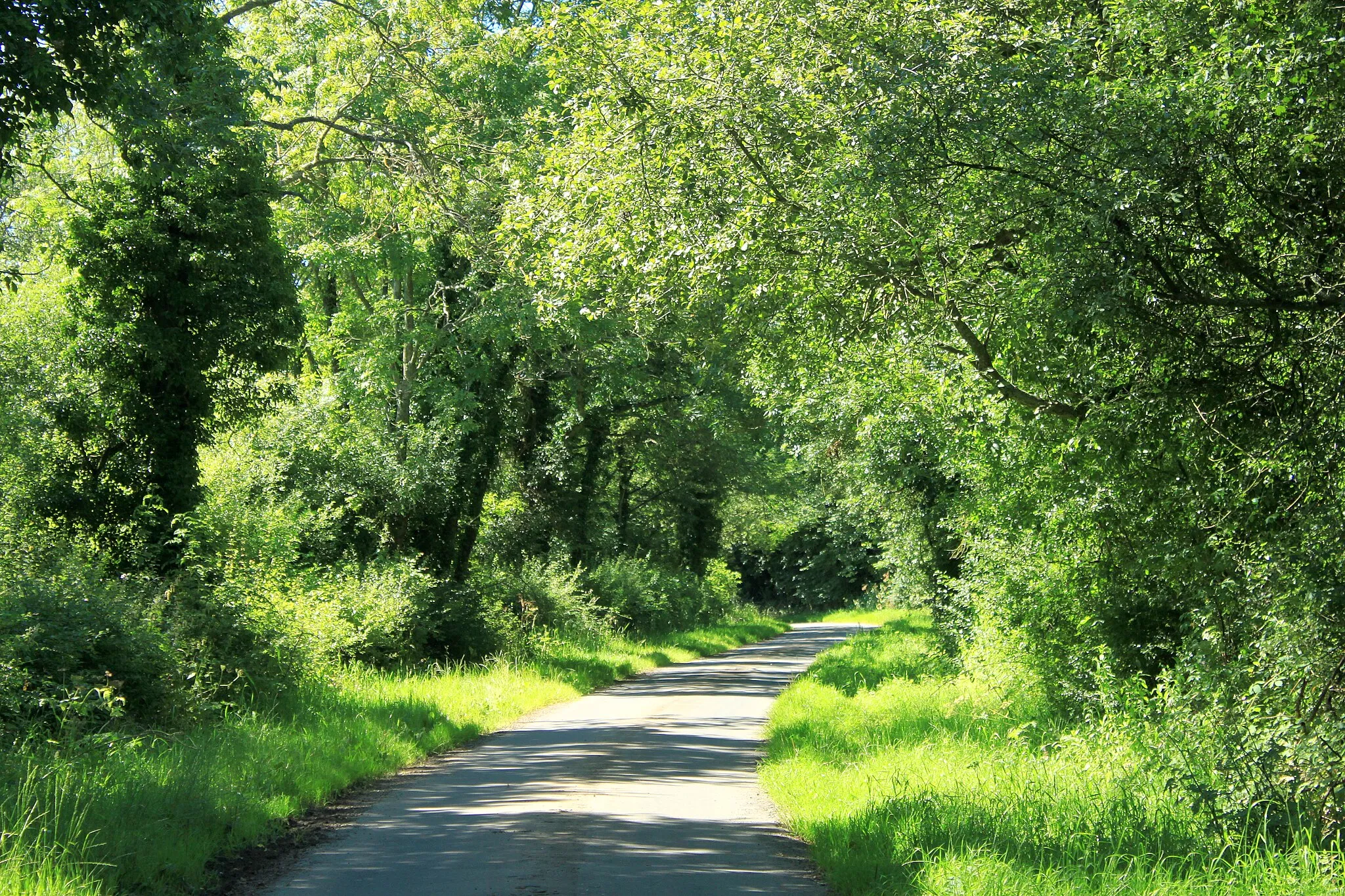 Photo showing: 2012 : Lane to Alderton, the greening of Wiltshire