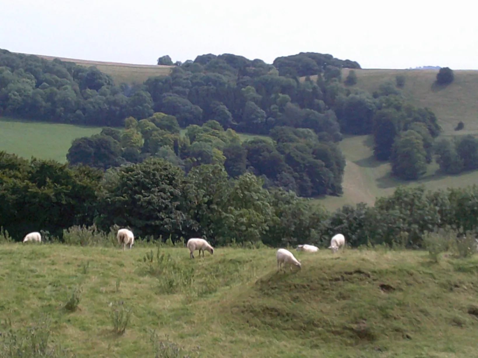 Photo showing: Grazing sheep on Huish Hill