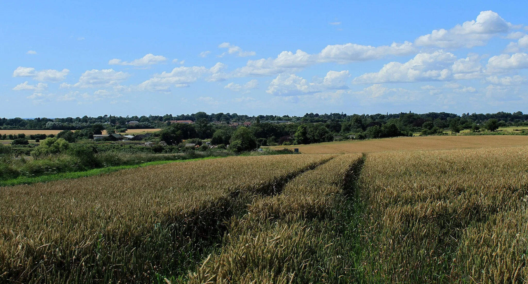 Photo showing: 2012 : Ripening wheat near Stert
