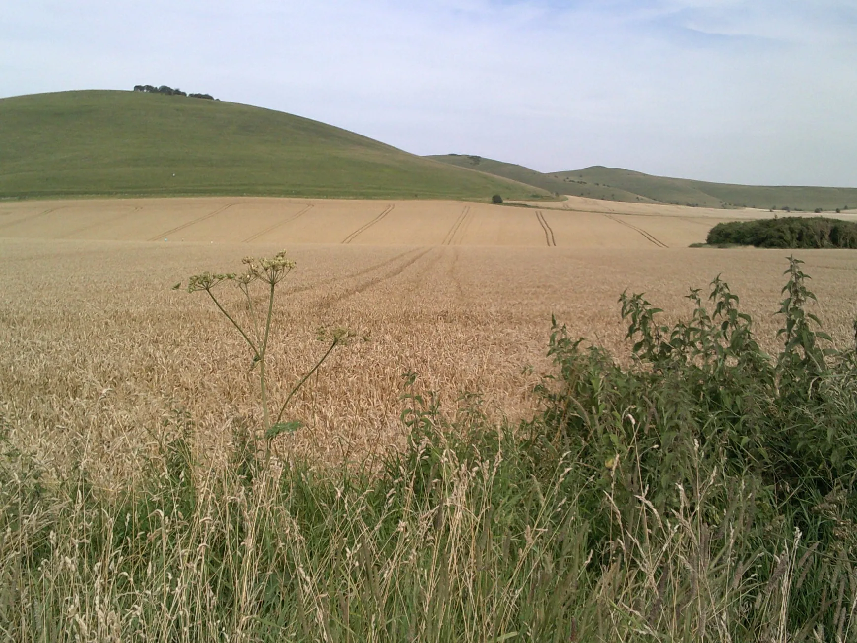 Photo showing: Milk Hill and Walkers Hill