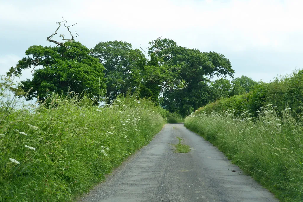 Photo showing: Lane around former Redlynch Park