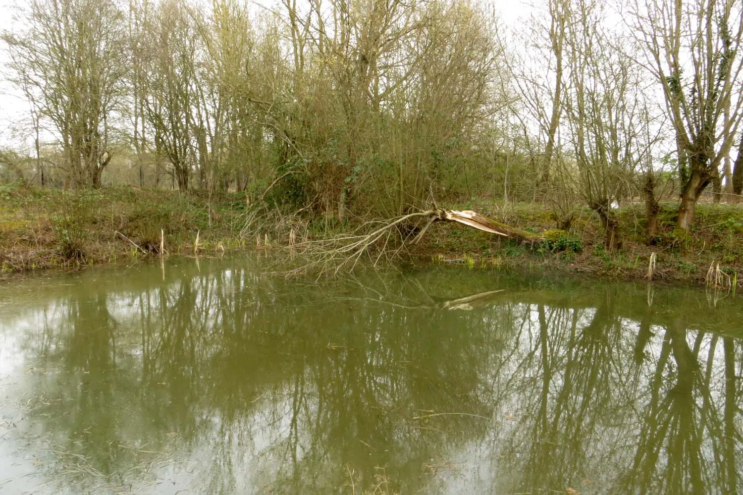 Photo showing: A pond in Whelford Pools Nature Reserve