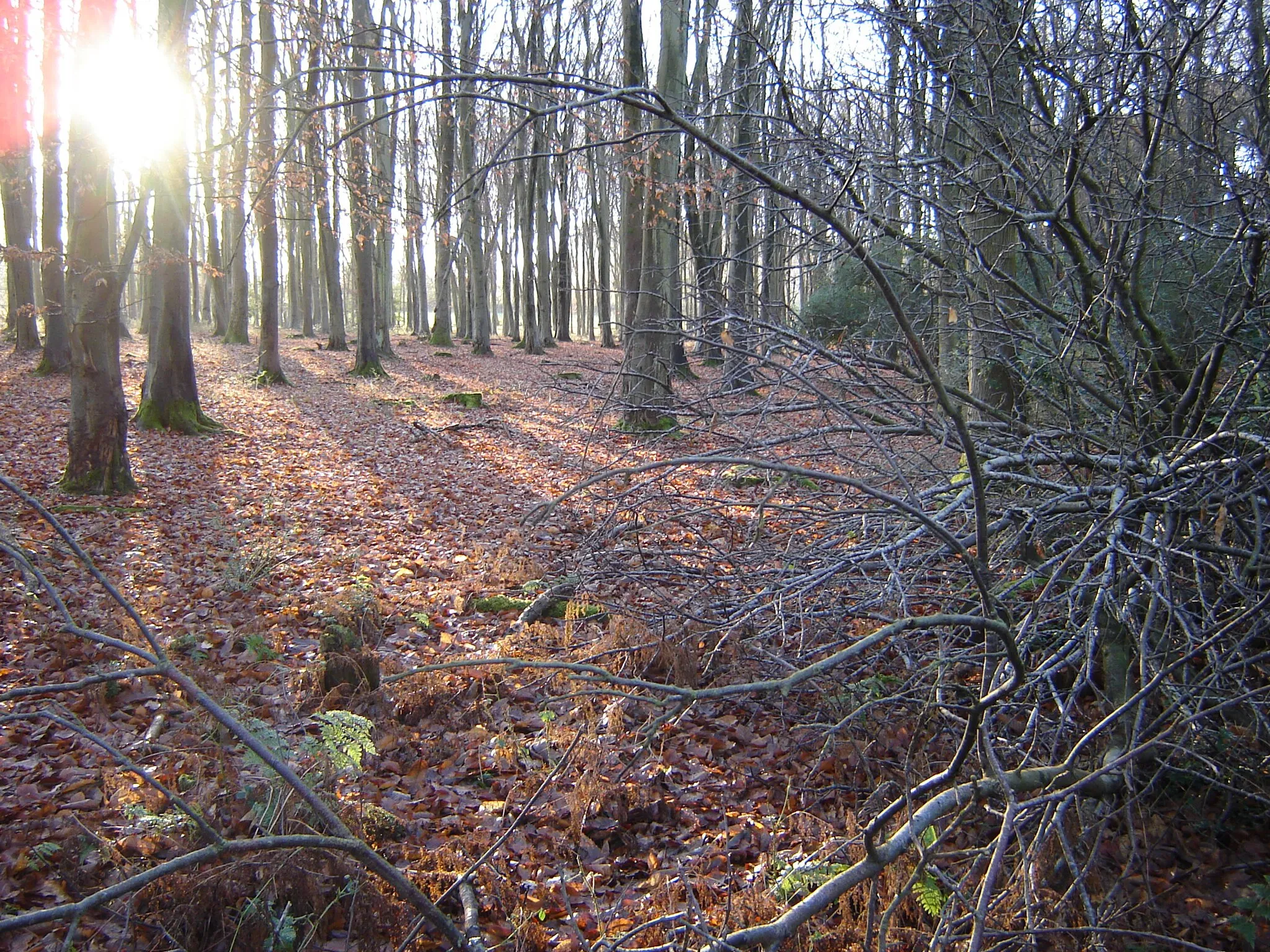 Photo showing: Abbot's Pool Plantation