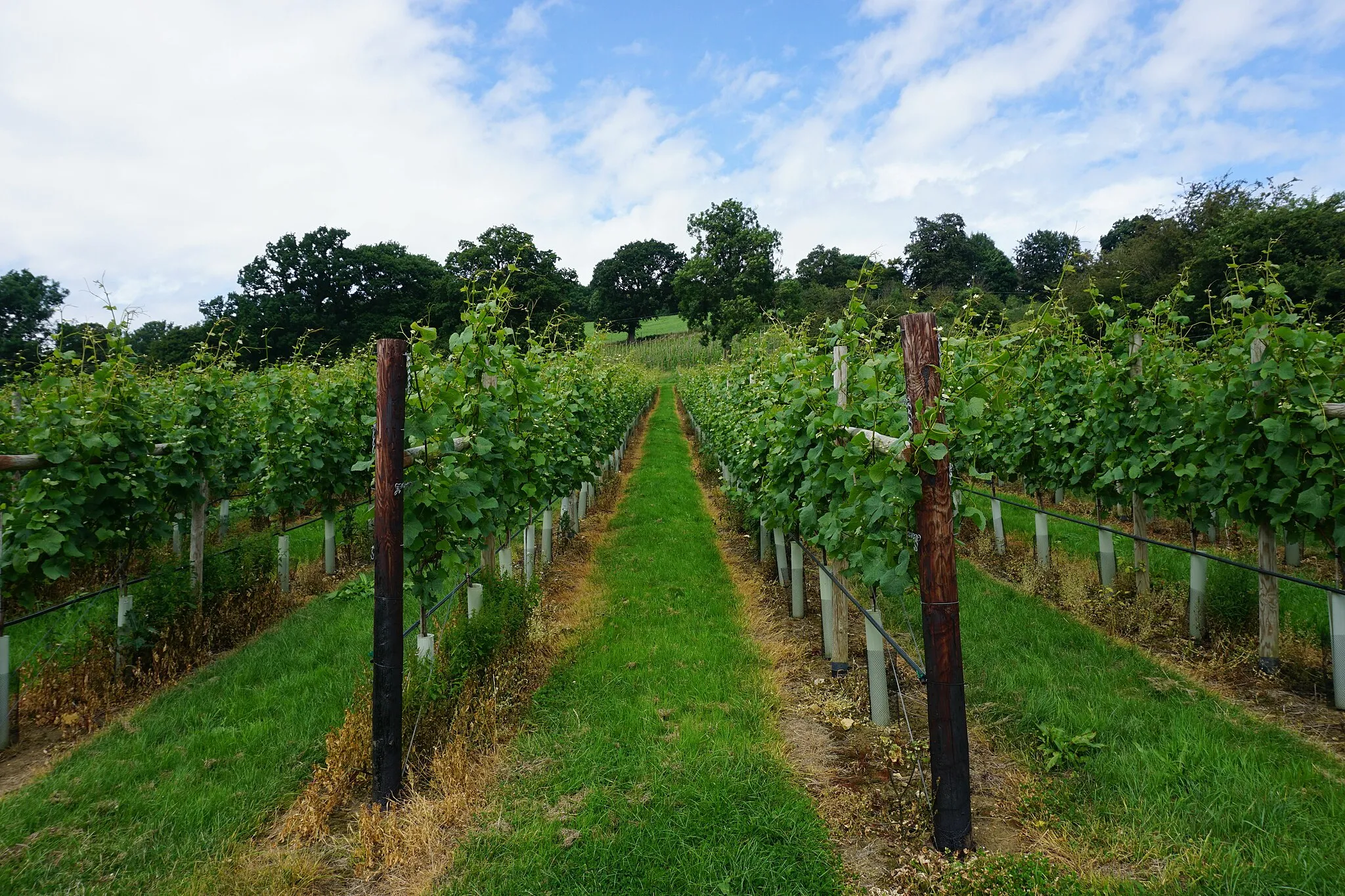 Photo showing: Vines above Ebley