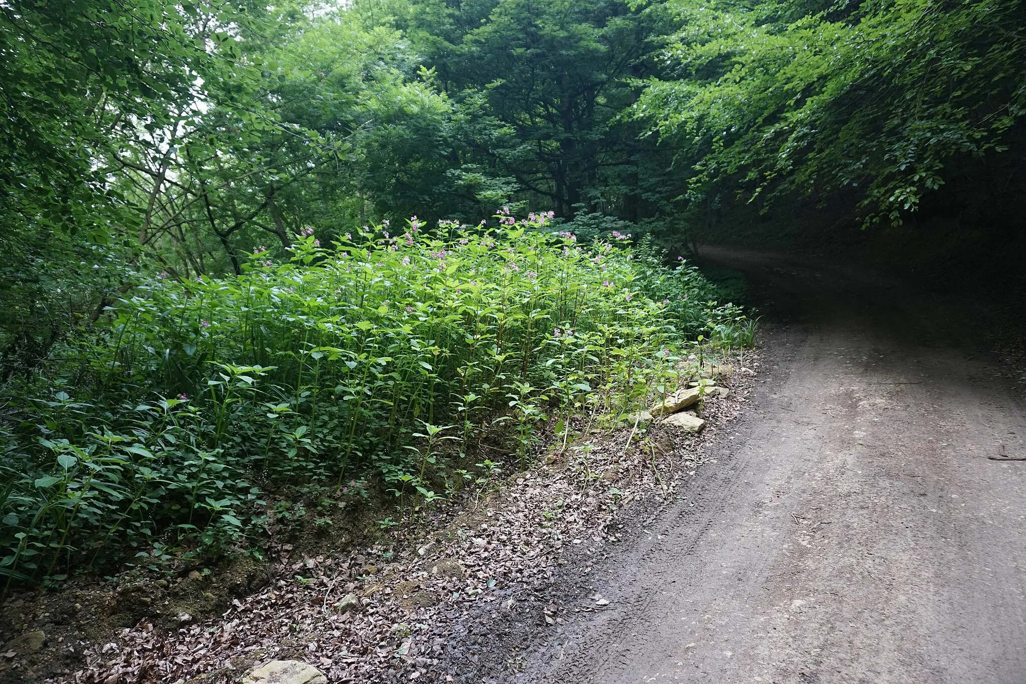 Photo showing: A clump of Himalayan balsam in Witcombe Wood