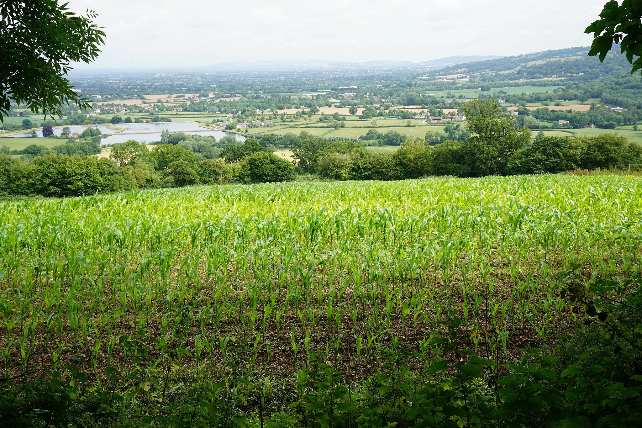 Photo showing: A maize crop above Great Witcombe
